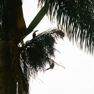 O TUCANO N°4 - 2021