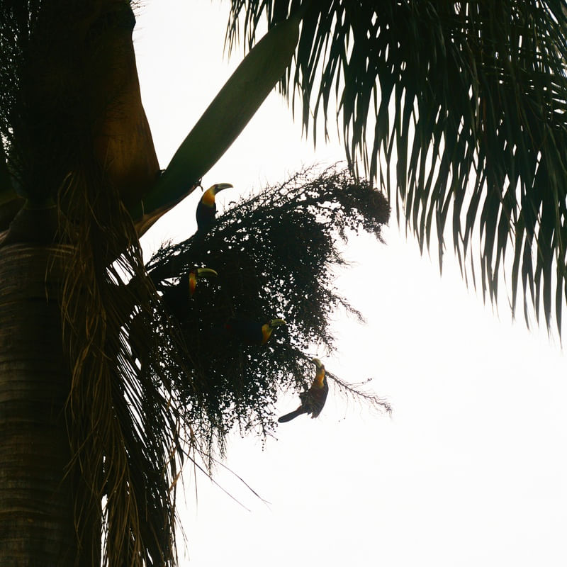 O TUCANO N°4 - 2021