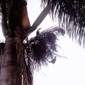 O TUCANO N°5 - 2021