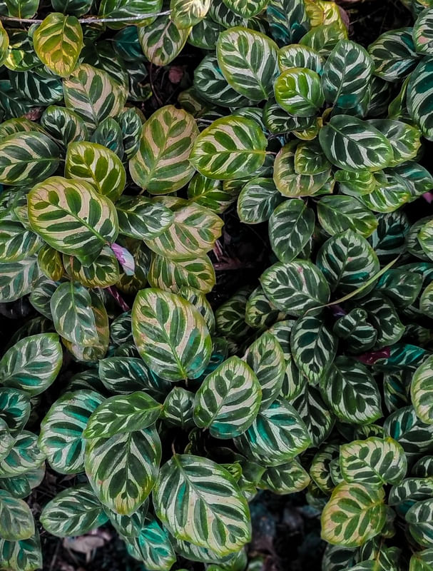 MARANTA - PLANTARUM