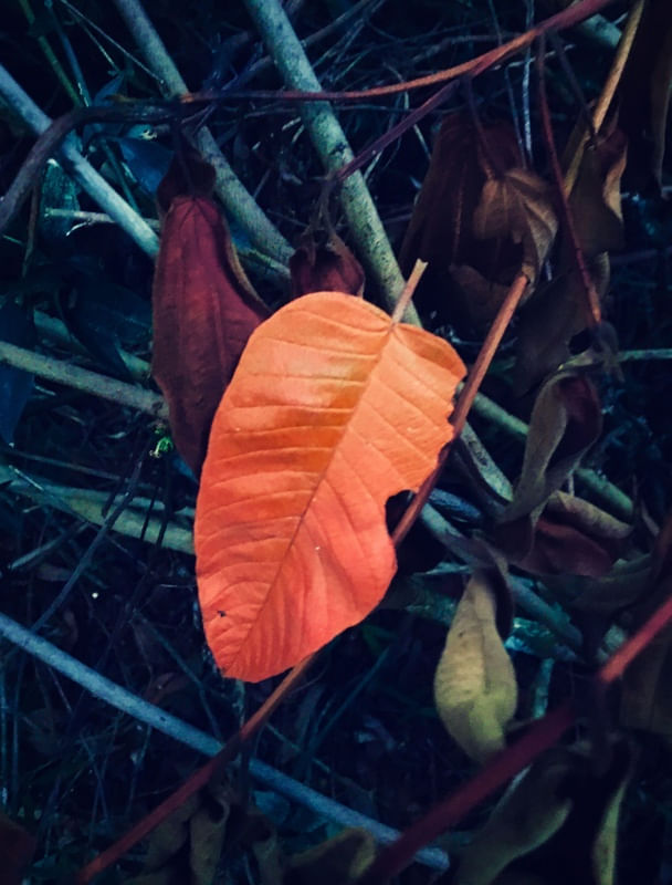 ORANGE LEAVES