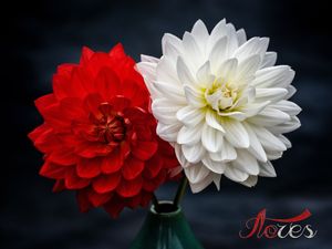 FLORES VERMELHA E BRANCA FLORES DO JARDIM ROSAS JARRO