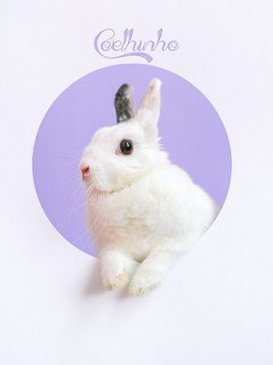 COELHO COELHINHO DA PASCOA FOFINHO BRANCO FILHOTE PEQUENO