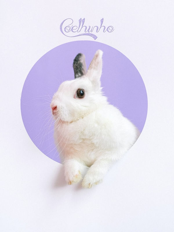 COELHO COELHINHO DA PASCOA FOFINHO BRANCO FILHOTE PEQUENO