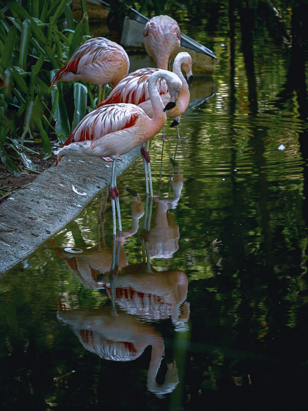 FLAMINGOS REFLEXOS