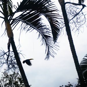 O VOO DO TUCANO N°3