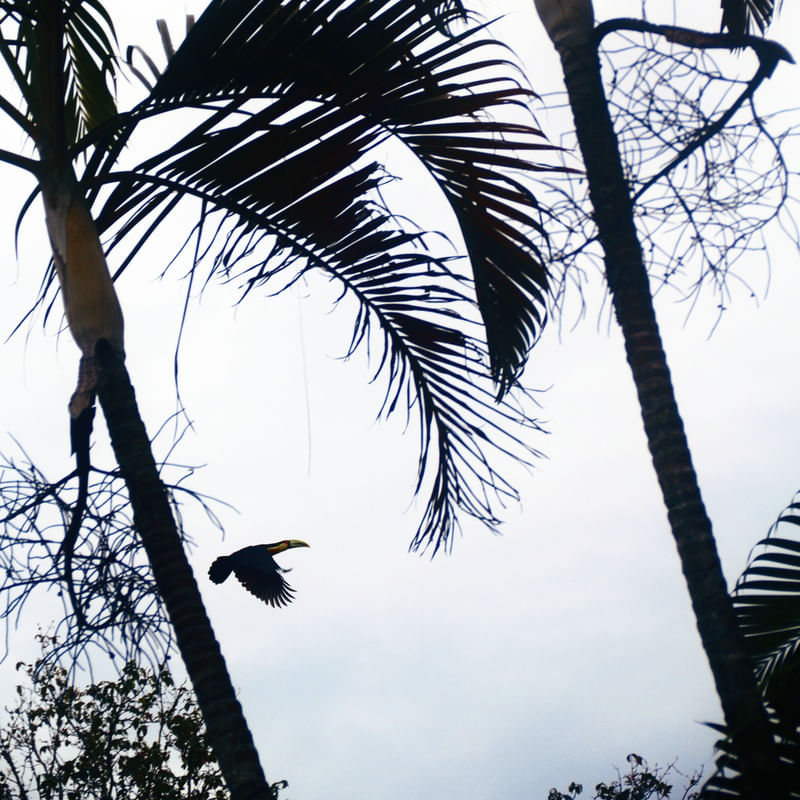 O VOO DO TUCANO N°3