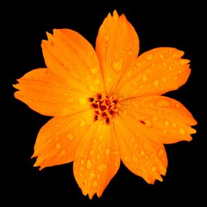 FLOR P