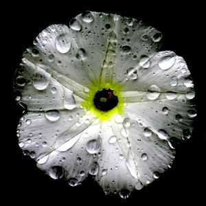 FLOR T2