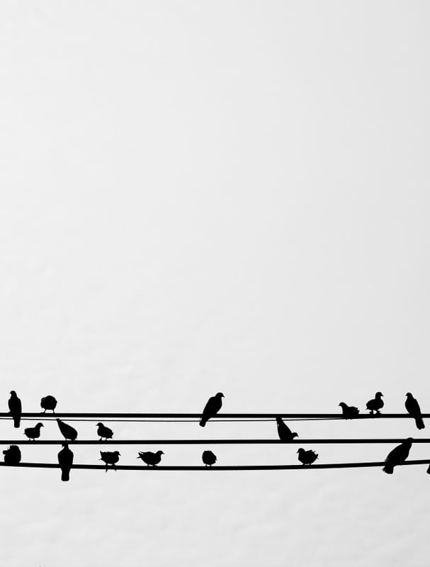 BLACK BIRDS MINIMAL