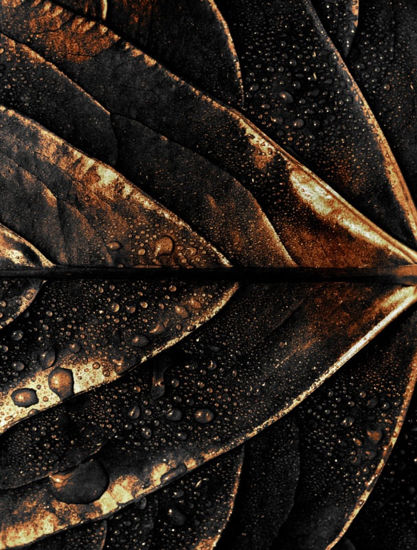 GOLD LEAF