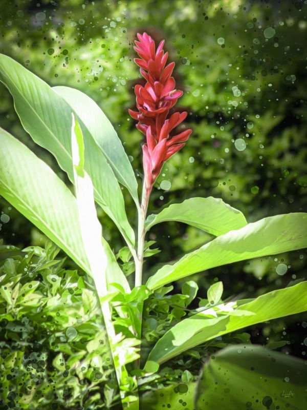 FLOR VERMELHA DE LUCAS ALMA