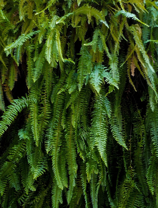 SAMAMBAIA - PLANTARUM