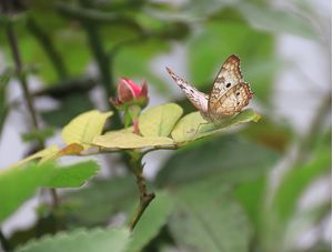 UMA BELÍSSIMA BORBOLETA REPOUSANDO SOBRE AS FOLHAS DE UMA ROSEIRA
