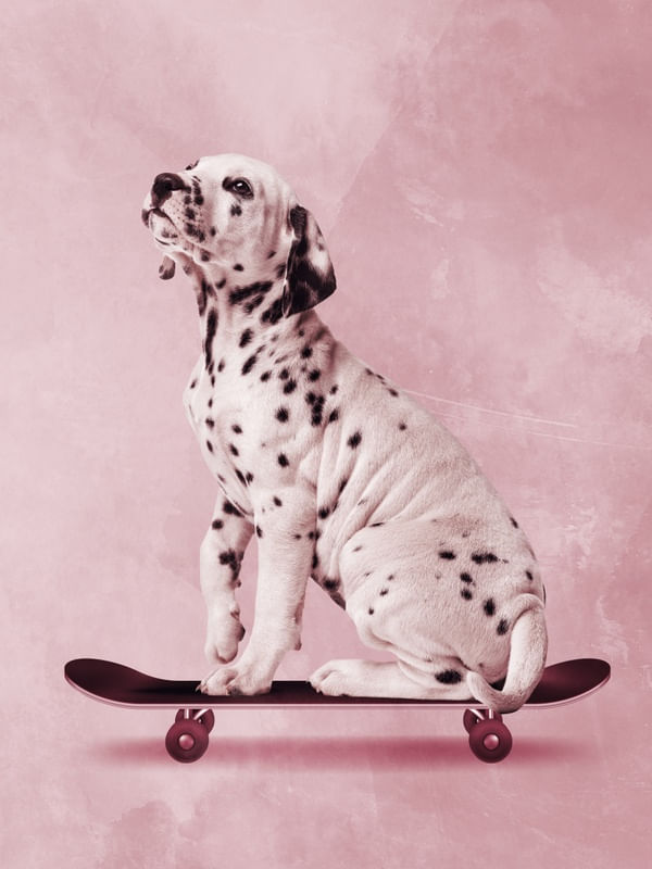 SKATER DALMATIAN