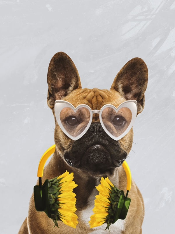 DOG WITH SUNFLOWERS HEADPHONES