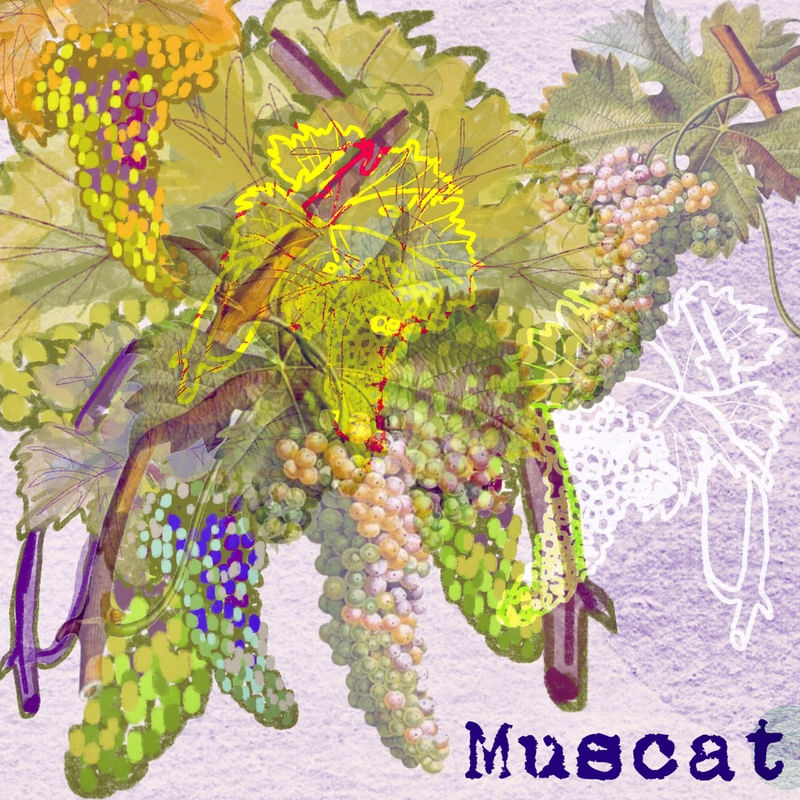 MUSCAT