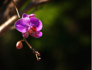 ORQUÍDEA IMG_1358