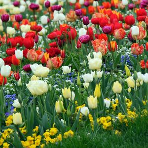 NETHERLANDS SPRING