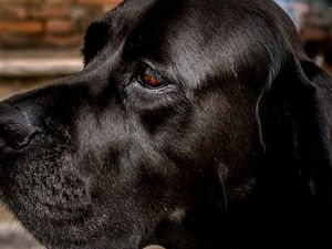 CÃO 06 UA