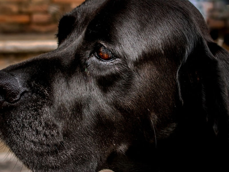 CÃO 06 UA