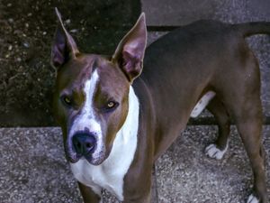 CÃO 14 UA