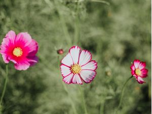 COSMOS JAPAN