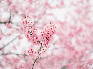 SAKURA JAPAN