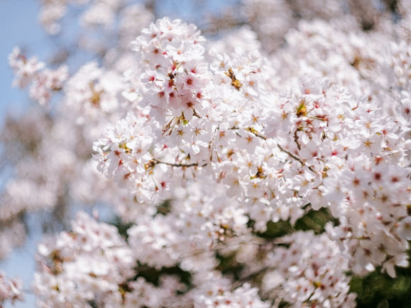 SAKURA 3