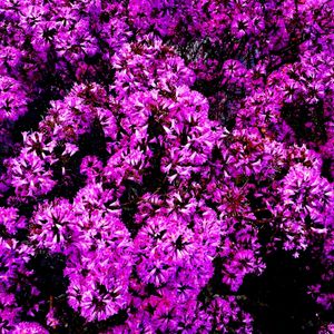 ROSA LB 00