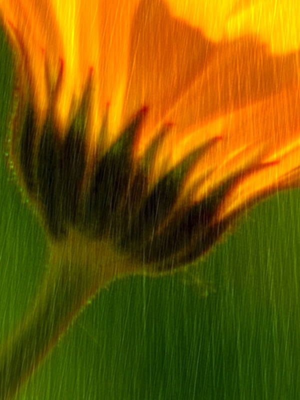 GÉRBERA TEXTURADA 1