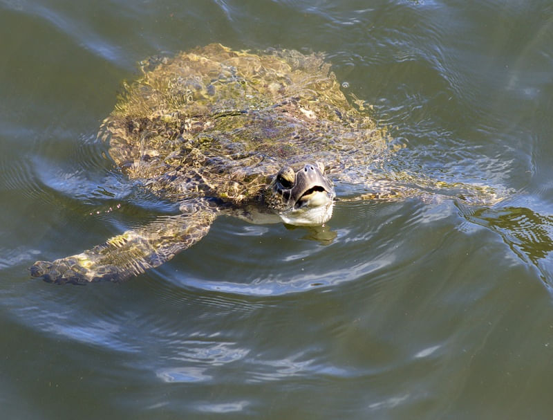 TARTARUGA MARINHA REPOUSANDO NA SUPERFÍCIE