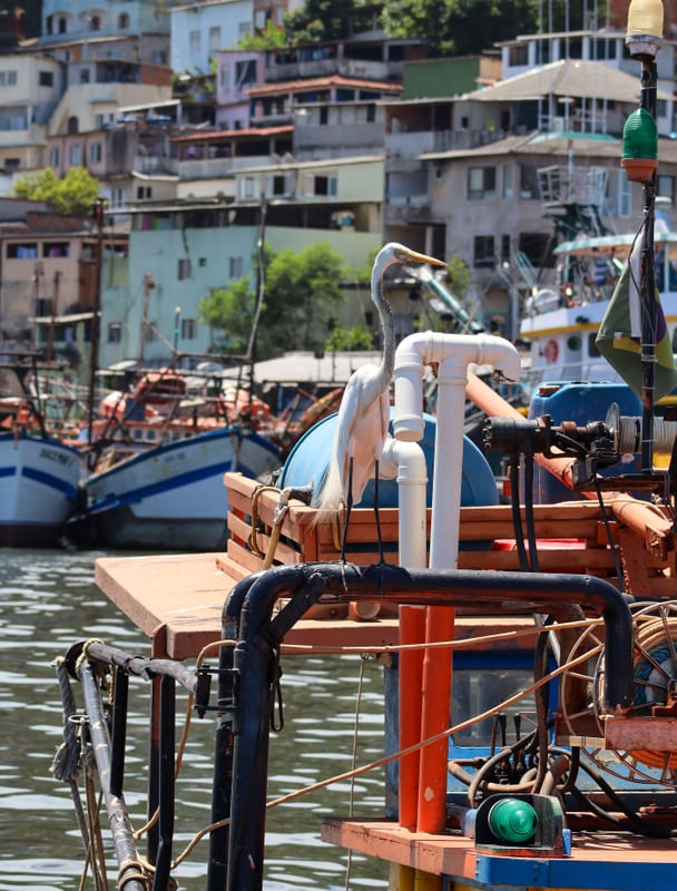 GARÇA SOBRE BARCOS EM VITÓRIA
