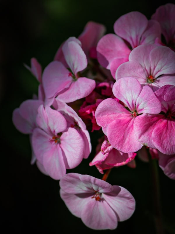 GERÂNIOS ROSA
