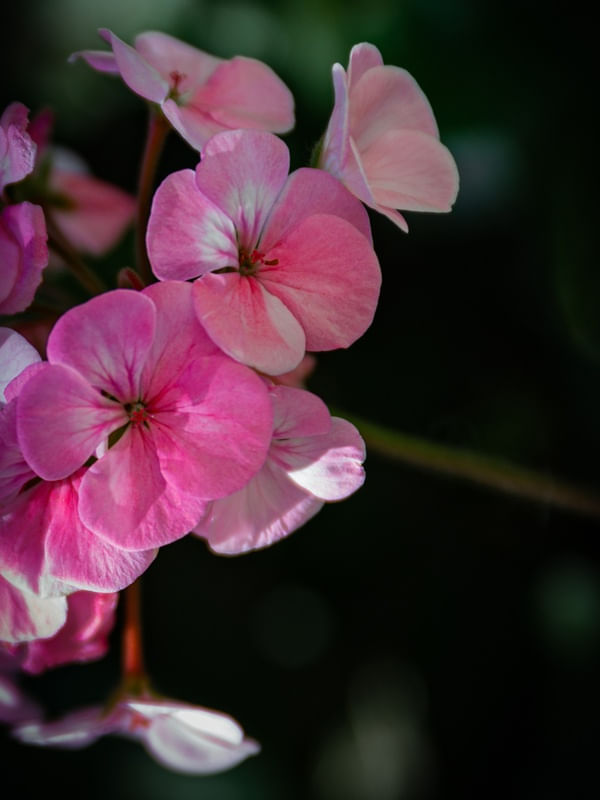 GERÂNIOS ROSA LL