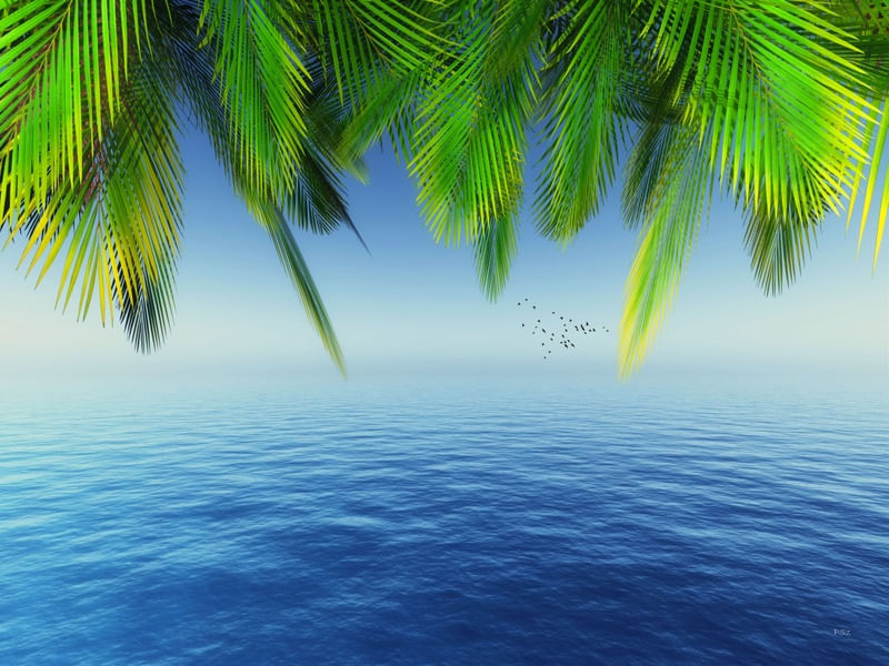 FROM PARADISE