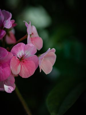 GERÂNIOS ROSA LLL