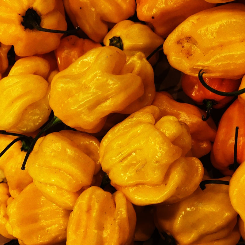 PIMENTA LB 01