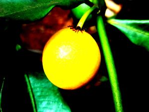YELLOW NATURE