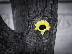 FLOR GIRASSOL EM FUNDO PRETO E BRANCO