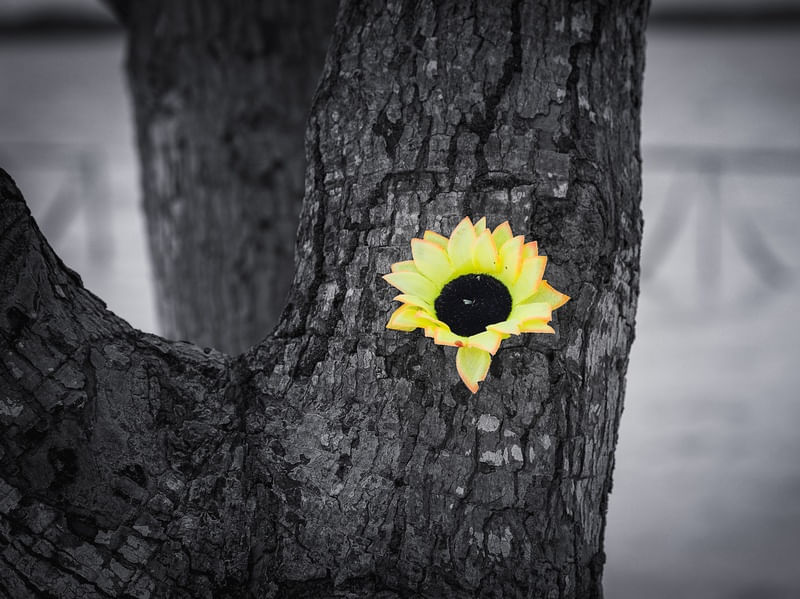 FLOR GIRASSOL EM FUNDO PRETO E BRANCO