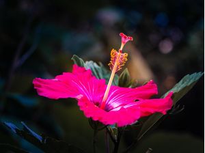 FLOR HIBISCO VERMELHA