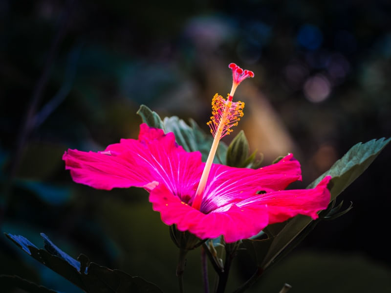FLOR HIBISCO VERMELHA