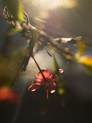 VERMELHO CONTRA A LUZ