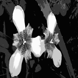 FLOR DE ÍRIS GERMÂNICA