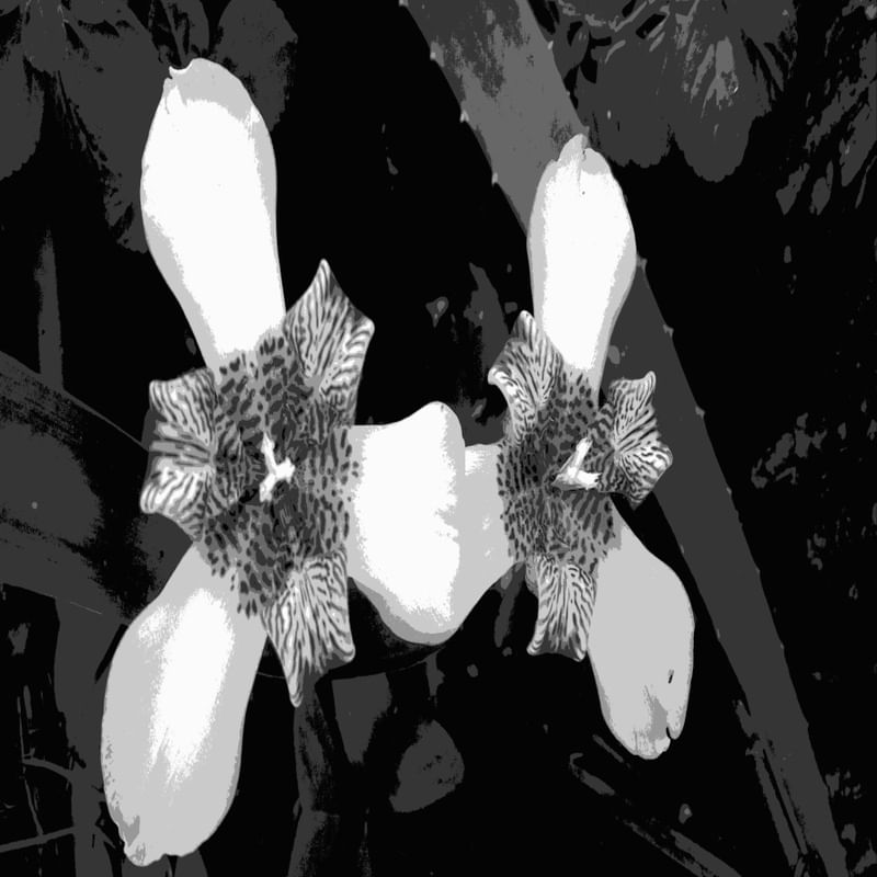 FLOR DE ÍRIS GERMÂNICA