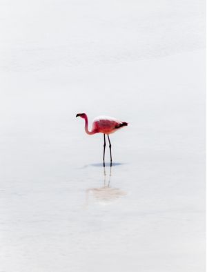 FLAMINGOSIS UYUNI