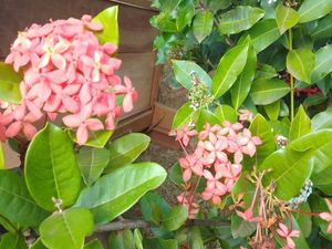 SPRING FLOWERS