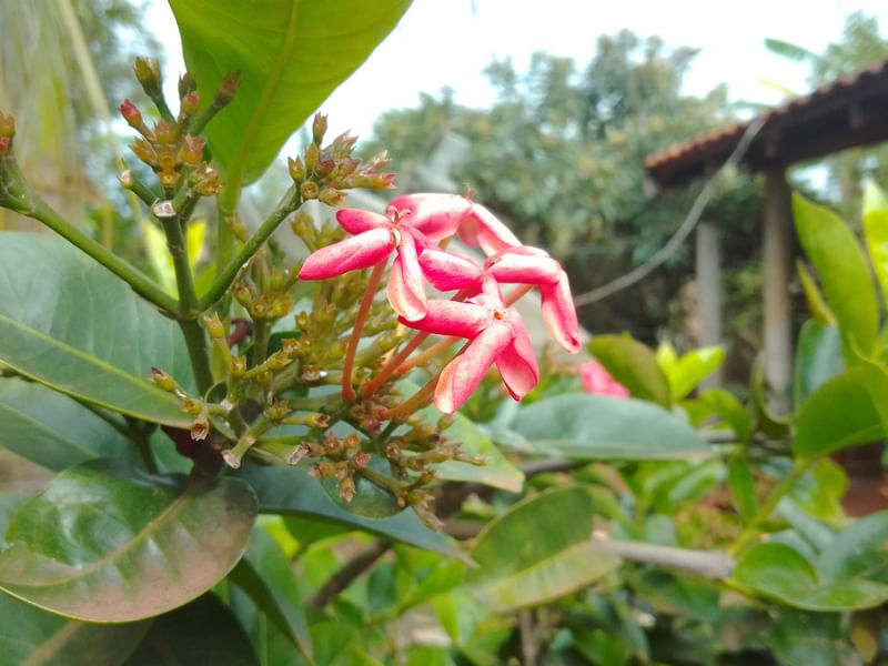 FLORZ