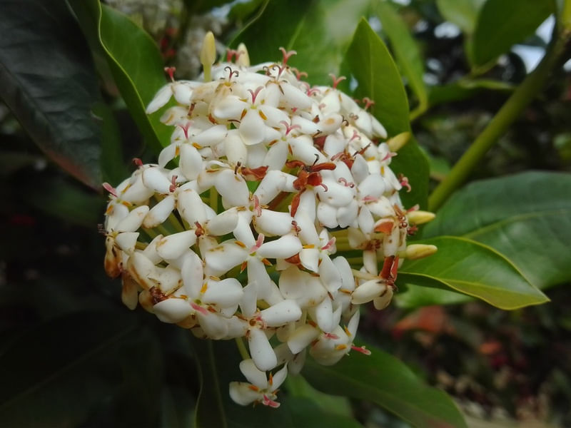 BLANCAS